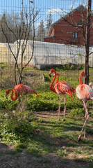 Flamingos observed foraging in outdoor enclosure in Izhevsk