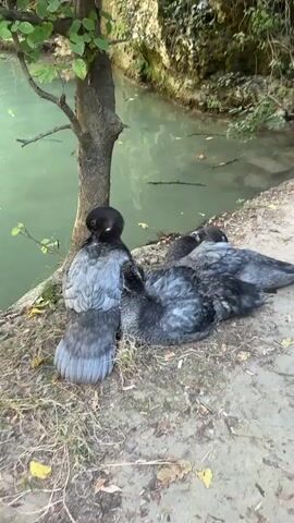 The video shows two ducks resting on the shore of a body of water. The water is clear and green, with a waterfall visible in the background. Lush green foliage surrounds the scene. The camera pans to the right, revealing a person's hand in the foreground with manicured nails.
