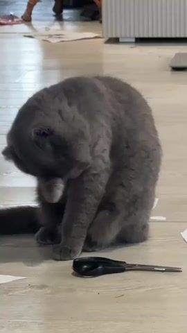 A grey cat sits on a light-colored floor and grooms its paw. A pair of black-handled scissors lies on the floor in front of the cat. The background is out of focus, but appears to be an indoor setting with furniture and other objects visible.