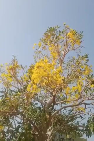 A video of a yellow flowered tree with a clear blue sky in the background.