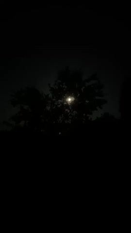 This is a video of a full moon visible through the silhouette of trees. The sky is dark, suggesting it is nighttime. The moon is bright and positioned in the center of the frame, partially obscured by the branches and leaves of the trees. The foreground and the rest of the environment are extremely dark, making it difficult to discern any further details.