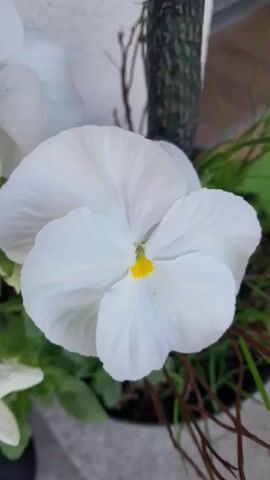 The media file shows a close-up, eye-level, static shot of a single white pansy flower with a yellow center. The flower is in focus and takes up most of the frame. Behind the flower, out of focus, are green leaves, brown twigs, and a dark, textured surface that appears to be a tree trunk or a similar object. The background is blurred, creating a bokeh effect that emphasizes the flower. The lighting suggests it is daytime, possibly outdoors given the natural elements in the background. The overall mood is serene and natural, highlighting the delicate beauty of the flower. There is no visible text in the media file. The location context is Gliczarów Górny, Poland.