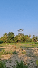 Children play soccer among grazing cattle in rural Indonesia