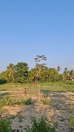 Children play soccer among grazing cattle in rural Indonesia