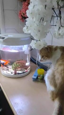 A ginger and white cat is shown from behind, facing an aquarium containing several goldfish and a decorative rock and tree. The cat appears to be looking into the aquarium. The aquarium is lit from above. The scene is set on a wooden surface, possibly a countertop or table, with a patterned backsplash and some artificial flowers in the background. There is also a yellow container and a blue box next to the aquarium.