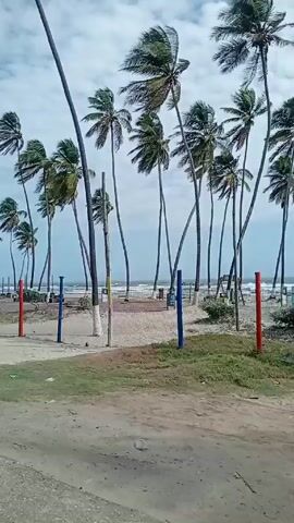 The video shows a car ride along a coastal road. The road runs parallel to a beach lined with tall palm trees swaying in the wind.  Venezuelan flags are posted along the beach. The sky is cloudy. At one point a black car is seen driving in the opposite direction.  The video appears to be shot from inside a car or bus, with the windshield and interior of the vehicle visible.  The overall impression is of a breezy day at a tropical beach.
