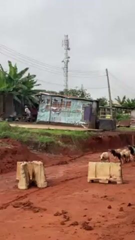 The video shows a flock of goats walking down a dirt road. The road is red and muddy, and there are concrete barriers on either side. In the background, there are shacks and a tall cell tower. The sky is overcast. A person is visible next to one of the shacks.