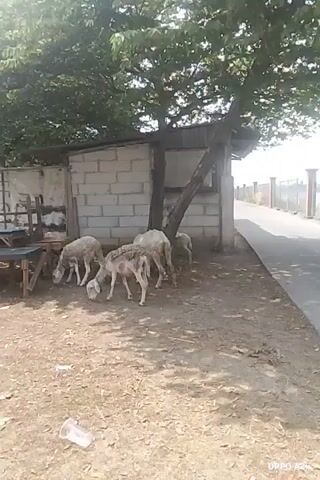 The video shows a small flock of sheep grazing near a shaded area under a tree. A dirt path runs alongside a paved road, with a fence and a body of water visible in the background. The sheep are white and appear to be healthy, with some of them foraging on the ground while others stand nearby. The scene is peaceful and appears to be set in a rural or semi-rural environment.