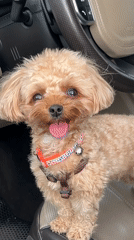 Small dog spotted in car passenger seat in Moscow