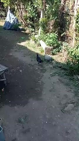 A black and white chicken walks across a dirt path in an outdoor area. In the background, there are trees, a blue tarp covering something, and several wooden structures that appear to be small sheds or huts. A bamboo bench is visible in the foreground on the left side of the frame. The ground is mostly dirt with patches of grass.