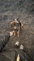 Person plays fetch with dog in Russian village field