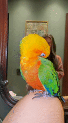 Sun conure parrot preening and posing in Khimki