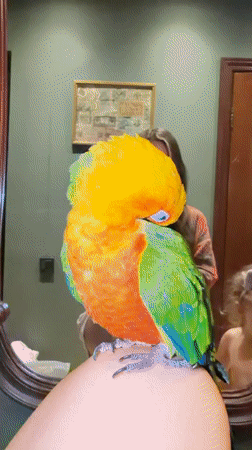 Sun conure parrot preening and posing in Khimki