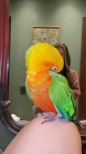 Sun conure parrot preening and posing in Khimki