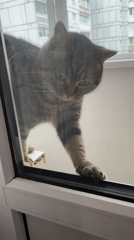 Morning pet moments captured in Chaikovsky apartments