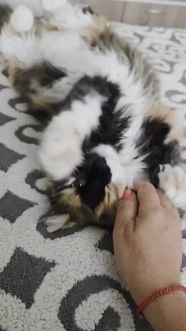 A long-haired cat with a tortoiseshell coat (black, white, and shades of brown/orange) is shown lying on its back on a patterned bedspread or blanket. The cat's fluffy belly is exposed, and its head is slightly turned to its left, revealing one eye and prominent white whiskers. A human hand, with light skin and a red braided bracelet on the wrist, is gently petting or scratching the cat's chin and neck area. The hand's fingernails appear to have light pink polish. The cat seems relaxed and content, enjoying the petting. The bedspread features a grey, black, and white swirling, abstract pattern. In the blurred background, light-colored wooden furniture, possibly a dresser or wardrobe, is visible, indicating an indoor setting. There is no visible text.