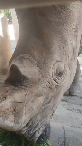 The video shows a close-up of a rhinoceros eating grass.  The rhino's face is mostly visible. Its horn is in the foreground. The rhino's eye is open, and its skin has visible wrinkles. The animal is standing on a dirt ground with scattered grass. A fence is visible in the background.