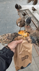 Starlings mob a cinnamon roll at a Moscow park bench