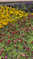 Morning stroll through Kaliningrad captures flowers, monuments, and everyday moments