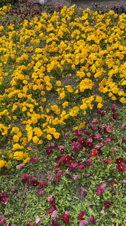 Morning stroll through Kaliningrad captures flowers, monuments, and everyday moments