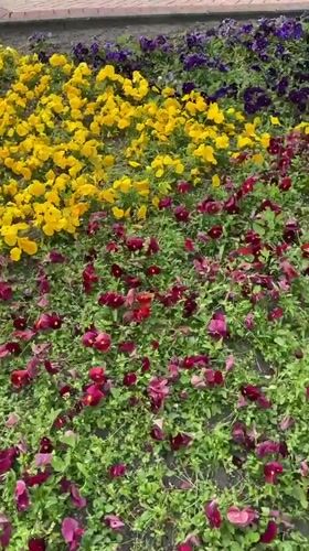 Morning stroll through Kaliningrad captures flowers, monuments, and everyday moments