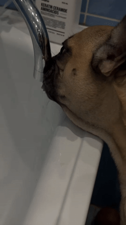 A lazy afternoon in Mikhaylovsk with a French Bulldog and sundries