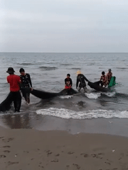 Traditional net fishing captured on Lhokseumawe beach, Indonesia