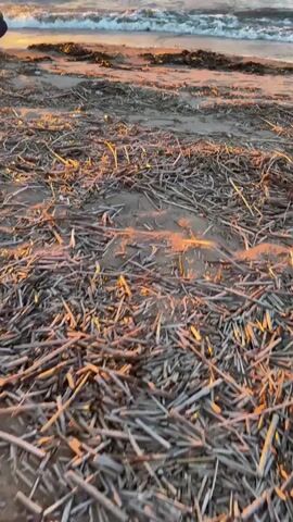 The video opens with a low-angle shot of a beach covered in dry reeds and debris. The camera pans up to reveal the ocean with small waves gently lapping the shore. The sky is filled with dramatic clouds, tinged with the warm hues of a sunset. As the camera continues to pan upwards, the sky becomes more prominent, showcasing the vibrant oranges and yellows of the setting sun breaking through the clouds. The video captures the serene beauty of a coastal landscape at dusk.
