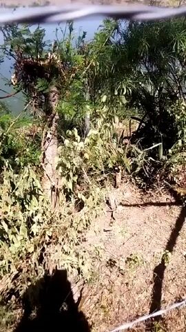 The video shows a person filming a view of a body of water, possibly a river or lake, through some green foliage. The camera moves slightly, showing a dirt path and more vegetation in the foreground.  The water appears calm under a bright sky. The shadow of the person holding the camera is visible.