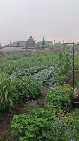 The video shows a garden with various plants. In the foreground, there are rows of corn, cabbage, and other leafy green vegetables. There are also some flowers, including purple and orange varieties, scattered throughout the garden. In the background, there are houses, a wooden fence, and a greenhouse. The sky is overcast, suggesting it may be raining or about to rain. The garden appears to be well-maintained and productive.