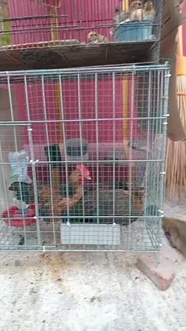A flock of chickens is housed in a metal cage. Several birds are visible within the cage, including one with a red comb. A water dispenser is attached to the side of the cage. Above the chicken cage, another cage contains smaller birds. Outside the cages, a young duckling can be seen pecking at the ground. A broom leans against a pink wall in the background. The ground appears to be made of concrete or dirt.