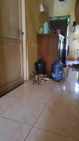 This is a first-person perspective video of an indoor scene. The floor is tiled in a beige and brown pattern. To the left is a closed wooden door with a light-colored frame. In the center and right of the frame, there is a wooden cabinet with items on top, including a light blue kettle, a white bowl with green objects, and a red cup. Next to the cabinet are two large blue water jugs. In front of the jugs, several cats are interacting. One cat, primarily brown with black stripes, is lying down. Another cat, also striped brown and black, is grooming or playing with the first cat. A third cat, mostly white, is partially visible to the right of the jugs. Further back in the scene, a black refrigerator is visible. The walls are painted a yellowish color and show signs of wear. There are also various objects in the background, including what appears to be a broom and dustpan and some hanging items.