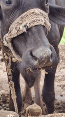Decorated bulls and buffalo in a rural Mhaiswadi village setting