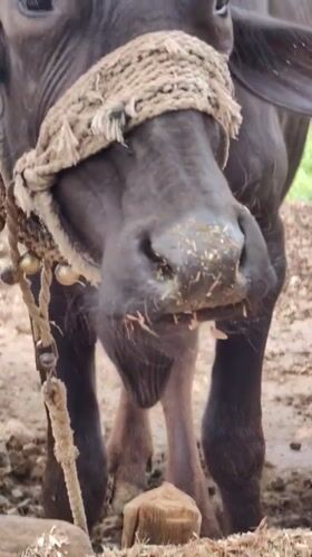 Decorated bulls and buffalo in a rural Mhaiswadi village setting