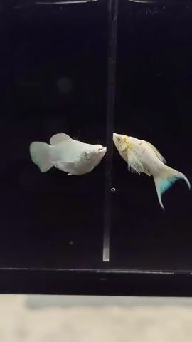 TWO WHITE FISH ARE IN A DIVIDED TANK. ONE IS LARGER AND BRIGHT WHITE WITH SOME PALE BLUE FINNING. THE OTHER IS SMALLER AND IS MOSTLY WHITE WITH YELLOW MARKINGS ON ITS HEAD AND BACK, AND IT HAS PALE BLUE FINNING. THE FISH ARE SWIMMING WITHIN THEIR SEPARATE COMPARTMENTS OF THE TANK.