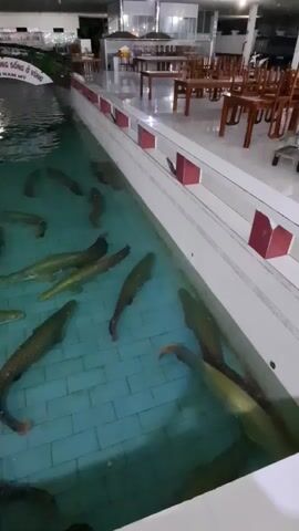 The video shows a large, rectangular fish tank with clear blue water. The tank is filled with numerous large, elongated fish, some of which have greenish or brownish scales. The fish appear to be of the same species, possibly Arapaima, given their size and shape. The tank is situated outdoors or in an open-air setting, with a paved walkway or seating area visible along one side. In the background, there are tables and chairs, suggesting a restaurant or dining establishment. The lighting appears to be artificial, possibly from overhead lamps. The overall environment is calm and aquatic, with the fish swimming leisurely.