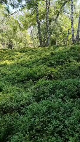 The video displays a dense, green forest floor covered in low-lying bushes, possibly blueberry bushes, in a hilly landscape. The bushes are vibrant green and appear to be thriving. Sunlight filters through the canopy, creating dappled patterns of light and shadow on the vegetation. In the background, taller trees, including birch trees with their distinctive white bark, rise towards the sky. The overall impression is one of a lush, natural environment, likely in a temperate region during warmer months. There are no people or animals visible in the footage. The camera appears to be held steady, with minimal movement, suggesting a static viewpoint or slow panning.