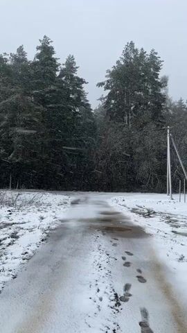 The video captures a static, vertical shot of a snowy, wintry landscape in Gafidovo, Russia. The foreground features a dirt or gravel path partially covered in fresh snow, with visible footprints trailing along it. Sections of the path are wet and muddy, indicating recent melting or mixed precipitation.

The path leads into a dense forest of tall pine trees, which dominate the background. On the right side of the frame, a bare deciduous tree with thin branches is visible, along with a wooden utility pole. More poles or fence posts are visible further down the path on the right.

Light snow is actively falling, with individual snowflakes visible against the dark backdrop of the trees. The sky is overcast and uniformly gray, suggesting a cold, daytime setting. The overall atmosphere is quiet and somewhat stark due to the winter conditions. There are no people visible in the scene. The audio primarily consists of the sound of strong wind blowing. No visible text is present in the video.