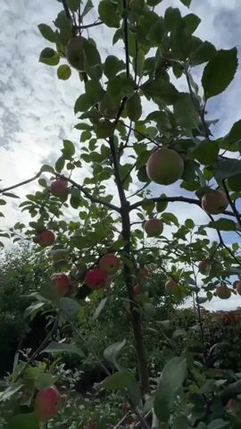 The video shows a close-up, low-angle view of an apple tree laden with ripe red and green apples, viewed from beneath its branches. The camera pans slowly upwards and slightly to the right, revealing the sky filled with white clouds and patches of blue. Sunlight filters through the leaves, creating dappled light. Several branches with clusters of apples are visible, some partially obscured by leaves. The overall impression is of a bountiful harvest in an outdoor setting.