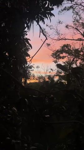 A serene sunset paints the sky in hues of pink, orange, and purple, viewed through a dense forest canopy. Silhouetted branches and dark foliage frame the vibrant sky, creating a sense of depth and mystery. The scene is peaceful and still, with no visible people or animals. The forest appears lush and wild, with the soft light of the setting sun filtering through the leaves.
