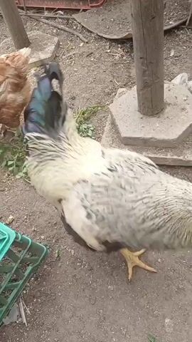 A rooster with black and white feathers and a green tail is walking on the ground. It is pecking at some green leaves. In the background, there are some concrete blocks, a wooden post, a green plastic basket, and two buckets filled with green liquid. The ground is covered with dirt and small stones. The overall environment appears to be an outdoor farm or backyard.