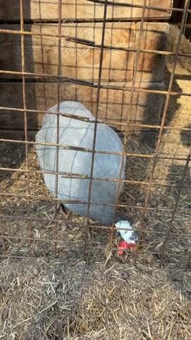 The video shows a guinea fowl inside a wire cage. The cage is on the ground, which is covered in straw. Behind the cage is a wooden structure. The guinea fowl has grey feathers with small white spots. It has a red wattle and a white and black head. It is facing the camera. The lighting is bright and sunny.