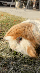 Pet feeding and resting moments documented in Cuernavaca
