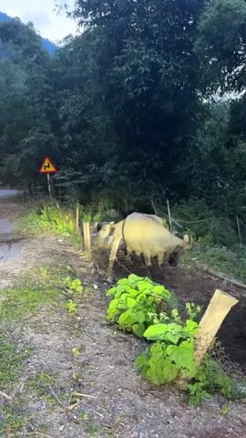 The video opens with a static shot of two light-colored water buffalos standing in a rustic, fenced enclosure next to an unpaved road. The enclosure is made of wire mesh and wooden posts, with lush green plants growing inside and outside. In the background, dense green foliage and trees cover a hilly landscape. A yellow road sign with a black symbol indicating a winding road is visible on the left side of the frame.

At the 0:00 mark, a green truck with a light-colored cargo bed drives from left to right across the frame. A person is visible in the driver's seat. The truck's wheels appear muddy, consistent with driving on a dirt or gravel road. On the side of the truck's cargo bed, there's a blue stripe with white Vietnamese text, which includes "NẬM DỊCH" and "CŨI". The scene takes place in a rural setting, likely in Nậm Dịch Commune, Vietnam, given the visible text on the truck and the provided context. The lighting suggests it is daytime.