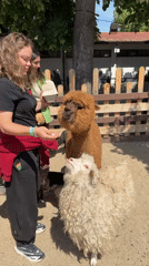 Visitors feed alpacas and farm animals at Sofia petting zoo