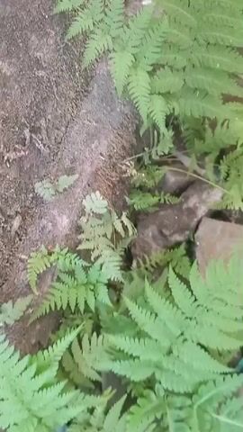 The video shows a close-up, overhead view of lush green ferns growing amidst rocks and dirt. The camera pans slowly across the scene, focusing on the intricate details of the fern fronds and the textured surfaces of the stones. Sunlight filters through the leaves, creating dappled patterns on the ground. There are no people or animals visible, and the overall impression is one of natural tranquility and undisturbed growth.