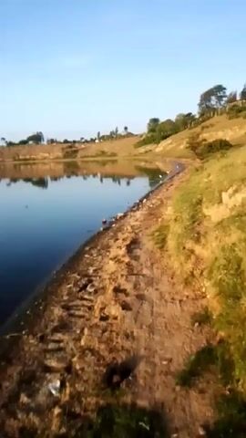 The video shows a still body of water with trees in the distance. A small brown and black path lines the edge of the water. Several white birds are standing near the water's edge. The sky is blue.