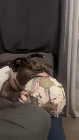 Here is a description of the video.

A medium shot shows a brindle dog with a white chest lying on its side on a person's lap. The dog appears tired and holds a well-worn, dirty, white soccer ball between its paws. The dog's tongue sticks out as it licks the ball. The person pats the ball and dog, then adjusts its position, causing the dog to shift slightly. The background includes a dark couch and a sheer, light-colored curtain.
