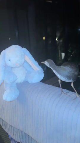 A medium shot presents a plush, light gray bunny toy seated on a gray, textured couch. A dark brown bird with long, spindly legs and a slender beak stands beside the toy. The bird is oriented towards the bunny, examining its ear with a curious tilt of its head. The background consists of a dark window through which some outdoor vegetation is visible. The lighting in the room is dim, suggesting the scene takes place at night.