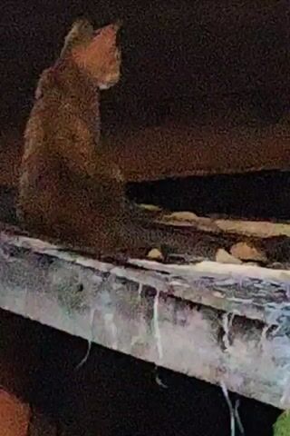 A reddish-brown cat is perched on what appears to be a weathered or damaged ledge. The cat is sitting upright and facing away from the camera, initially looking to its left. After a few seconds, the cat raises its right paw and grooms its face, wiping upwards towards its ear. The background is dark, suggesting an indoor or nighttime setting. A low rumbling or humming sound can be heard throughout the video.